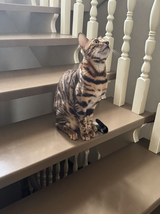 Продам кота бенгал