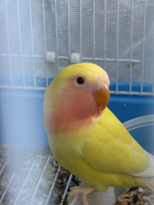 Papagali Lovebirds  Agapornis