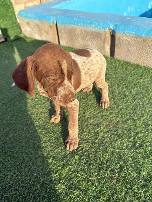 Курдскар күшіктері сатылады