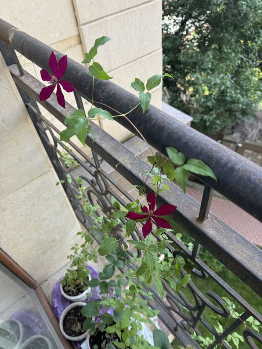 Клеиатис бордовый