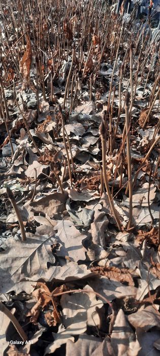 Каштан дарахт кўчат