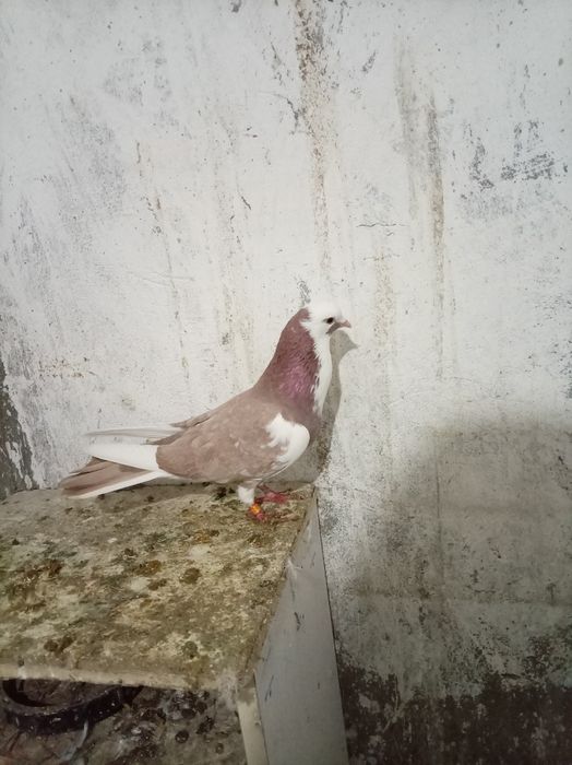 Голуби  шерикахвост