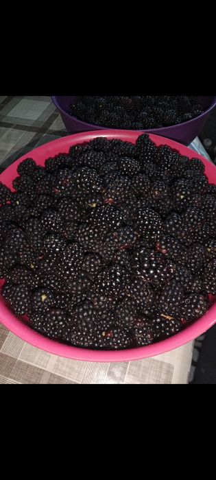 Ежемалина куст, коупная