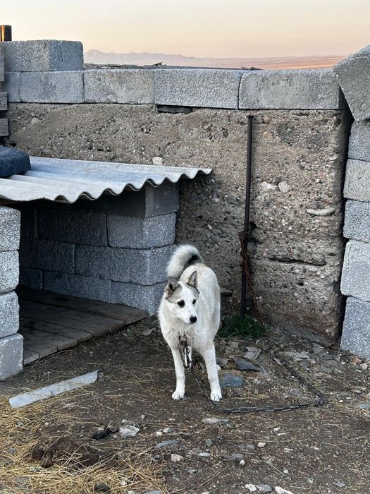 Лайка 5 айлық таза