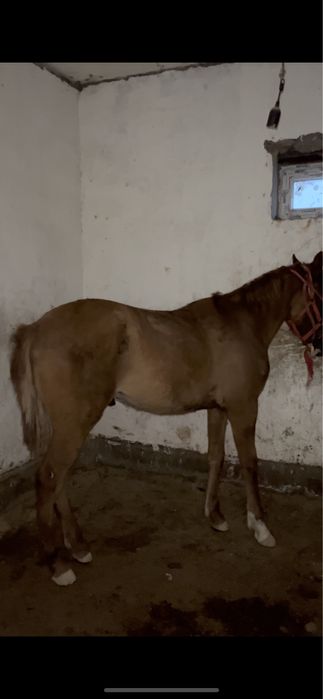 Құнанға шықтыыыыыыыыыыыыыыыыыыыыыыыыыыыыыыыыыыыыыыыыыыыыыыыыыыыыыыыыыы