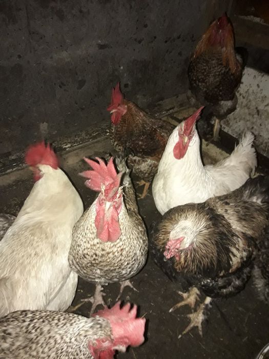 Продам петух домашние