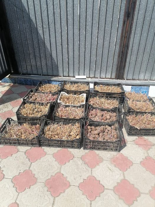 Продам картофель семенной