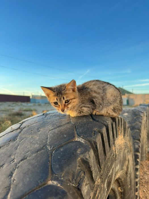 Котюнок хороший и дам с даром