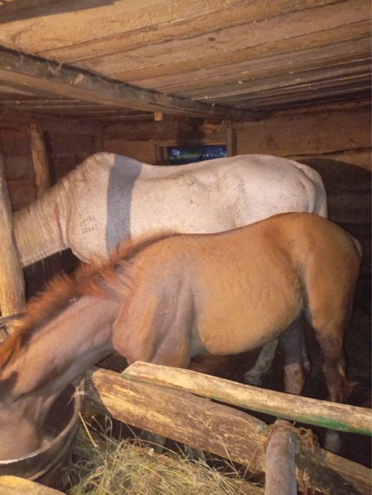 Срочно Продам 2 кобыл с жеребятами