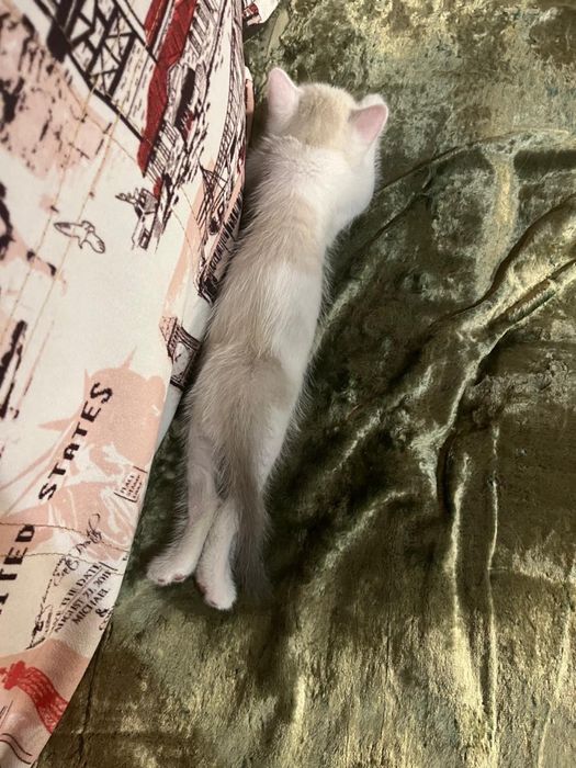 Очаровательные Котята Скоттиши