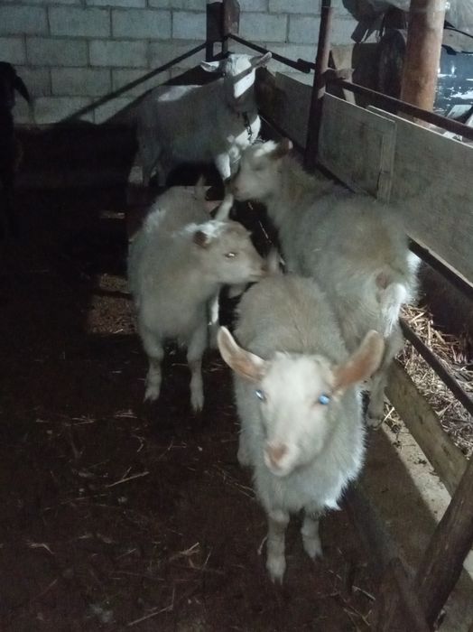 Занен  30000.. 1штук...