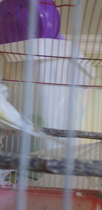 Самцы канареек взрослые очень красивая песня