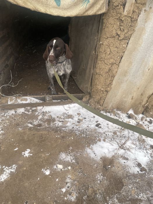 Охотичный собака