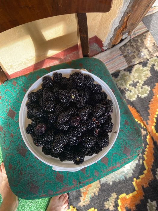 Vând mure de cultura