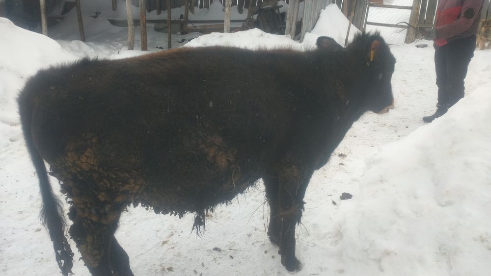 Продам бычка и телку