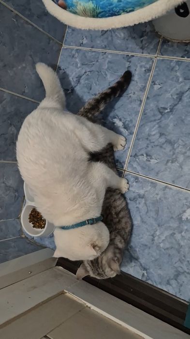 Вязка кот шотландский с большим опытом