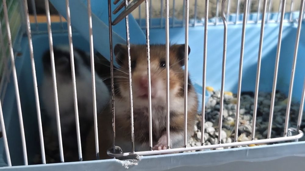 Хомяки хамстеры милые