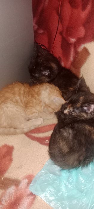 Продам котят мейн-кун