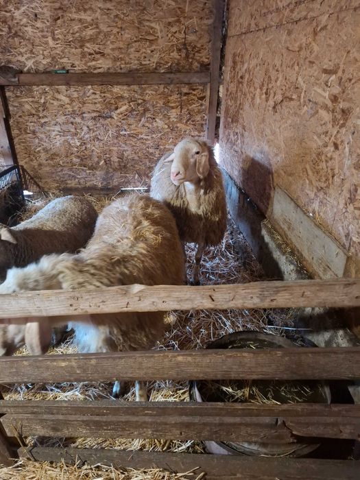 Oi de vanzare cu miei langa ele