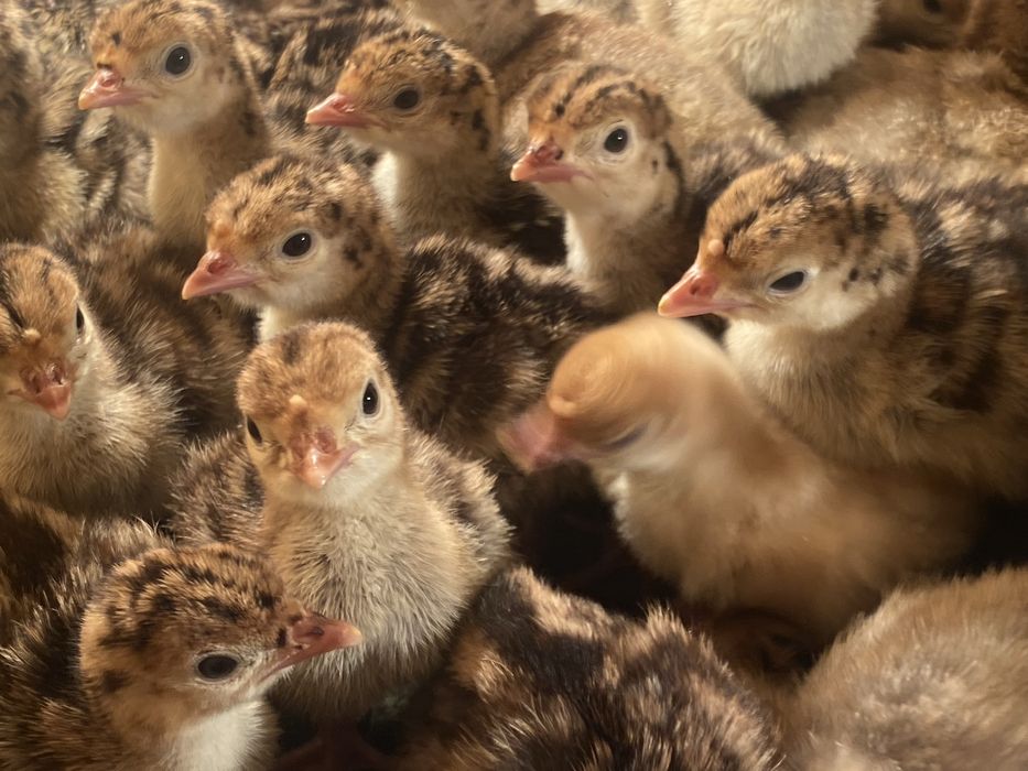 Индюшата пароды бронза 708  5 дневные