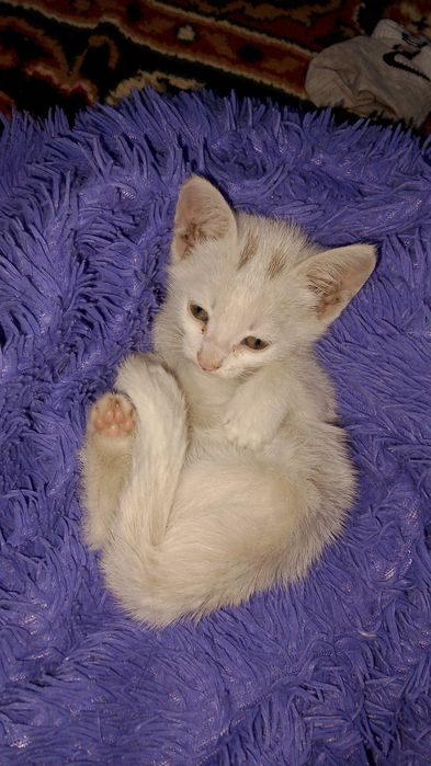 Продается котенок