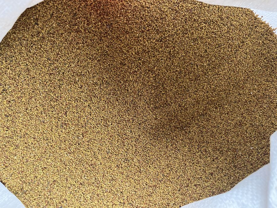 жоңышқа ұрық  (люцерна)