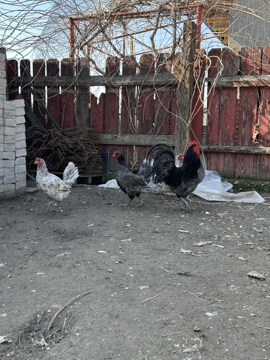 Pui rasa australorp albastru si wiandotte