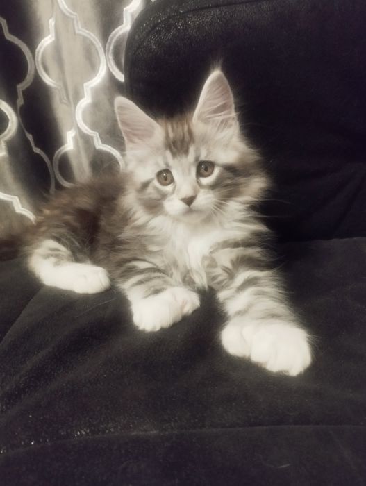 Мейн Кун полидакт, красавец.