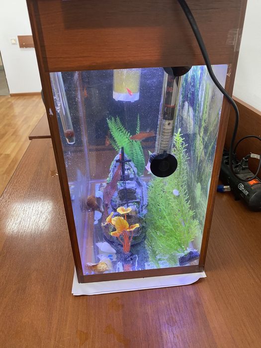 Аквариум балығымен