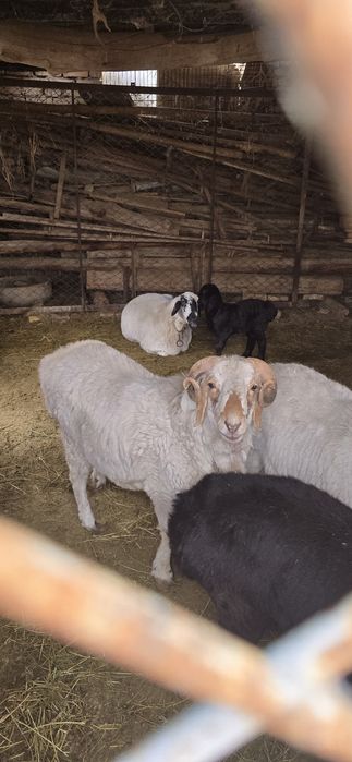 Зотли куйлар сотилади