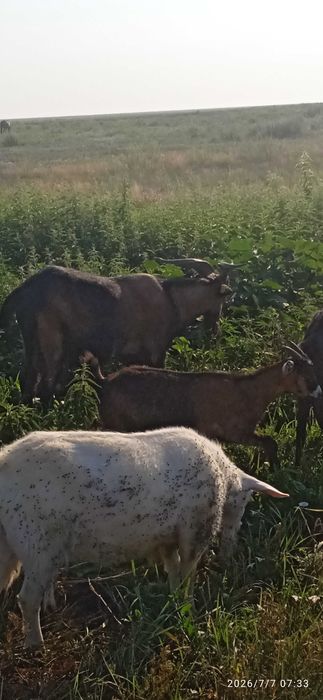 Продам козла англонубиец