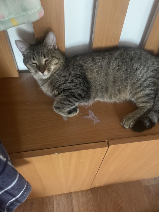 Отдам кошку в хорошем руки