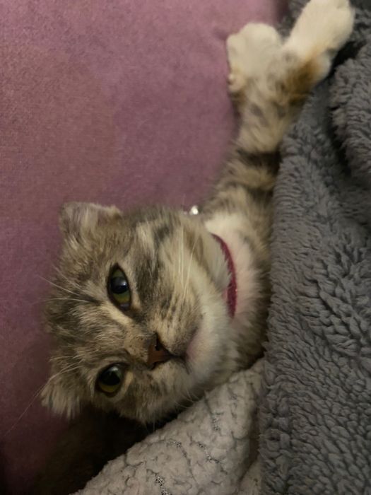 Скоттиш фолд(вислоухая)