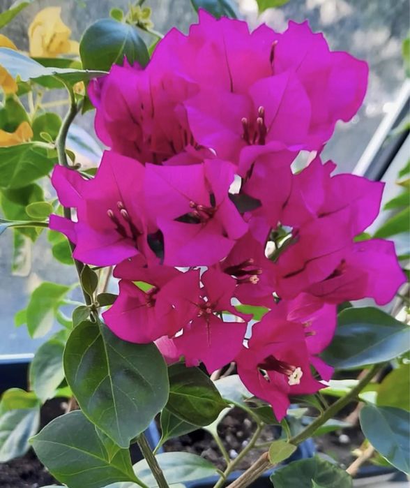 Комнатные растения