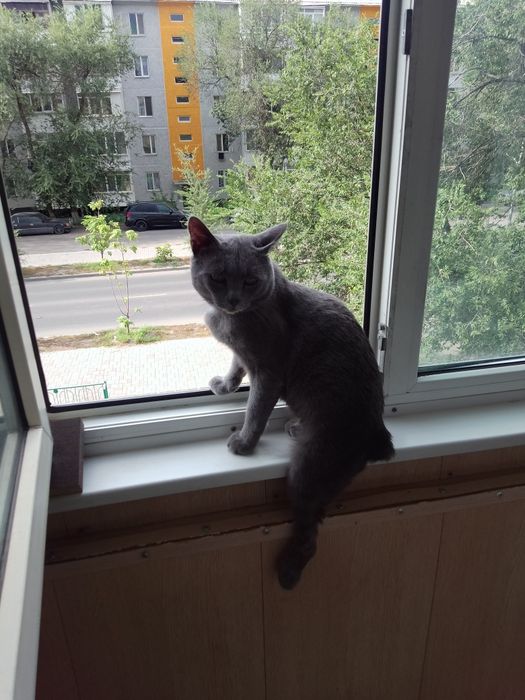 ОТВАЖНЫЙ ищет Добрый Дом