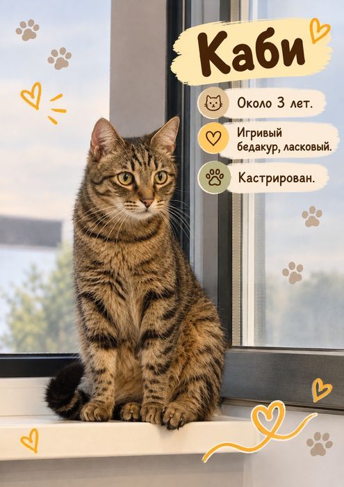 Ищу дом для котиков!