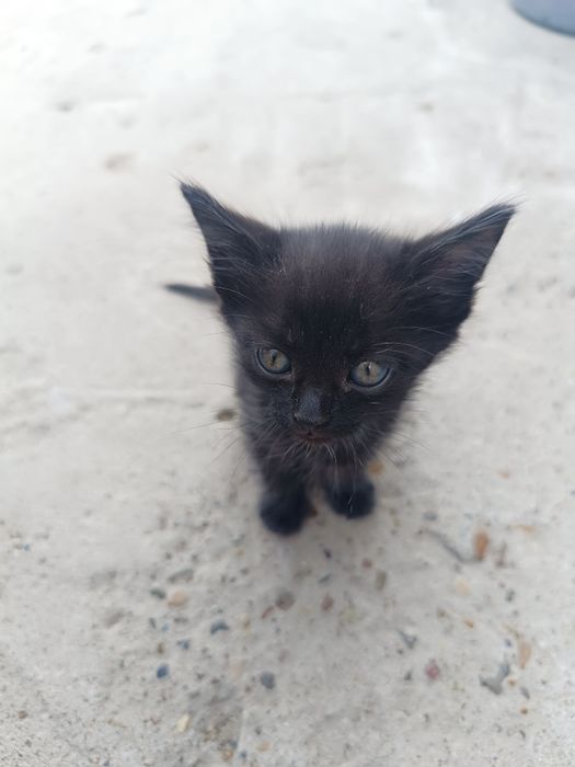 Котята маленькие