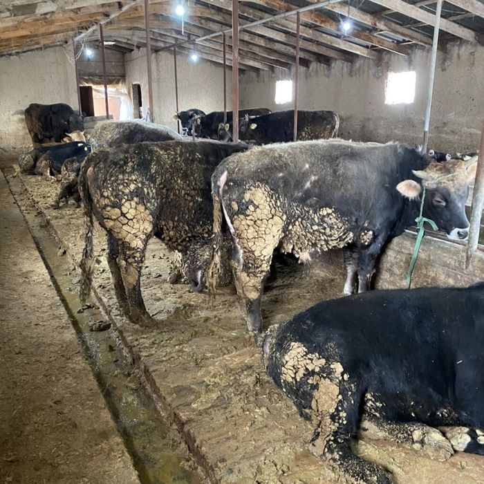 Бычки продаётся 25 штук