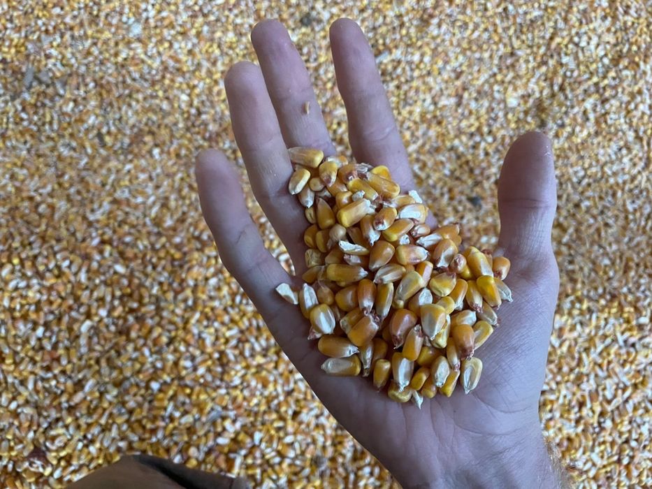 Кукуруза в зерне