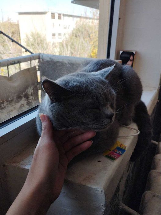 Жуда яхши акилли Мушук. Келишамиз