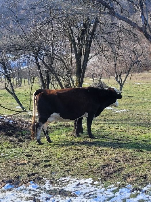 Vând vacă de carne