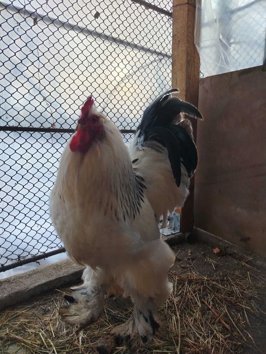 Ouă pentru incubat.