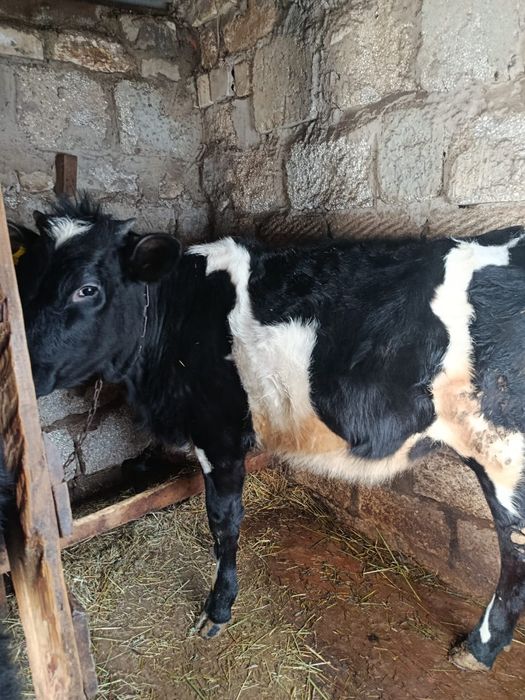 Продам тёлку голштин