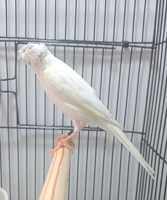 Kanareka chubli oq nar sotladi