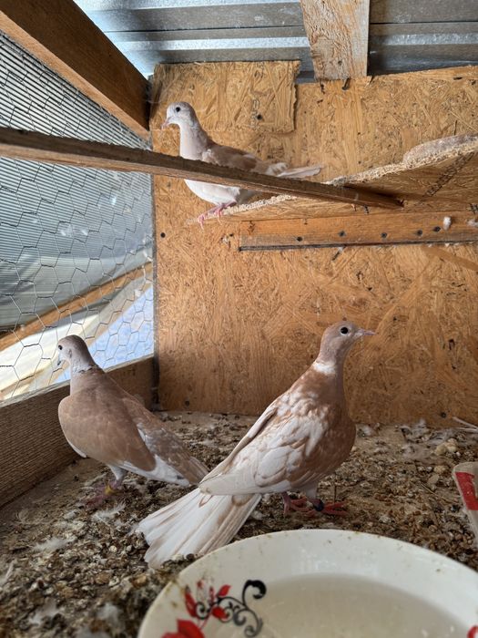 Vand turturele razatoare