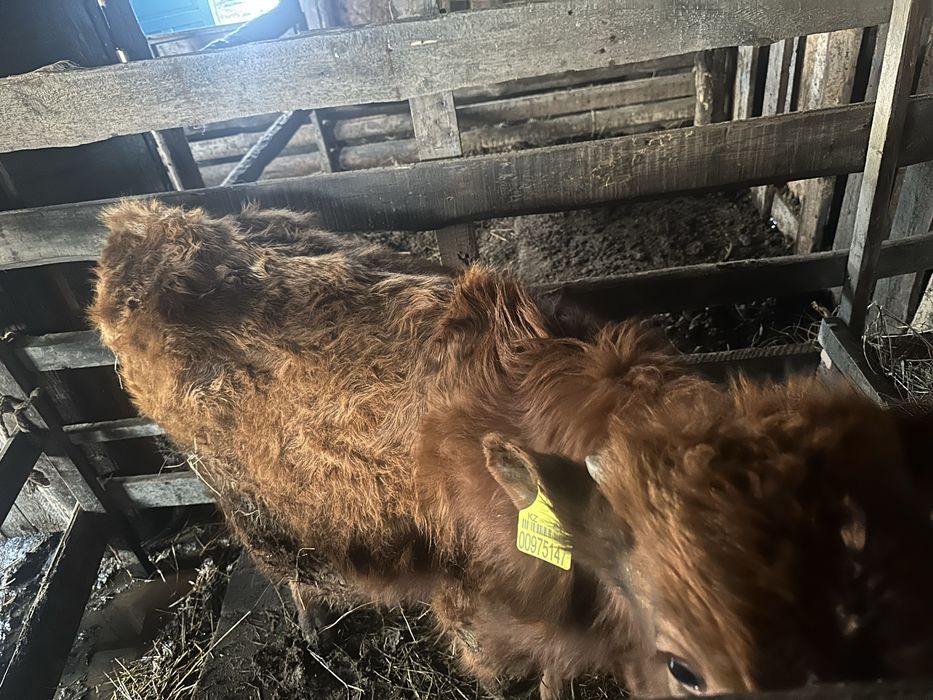 Продам годовалых бычков