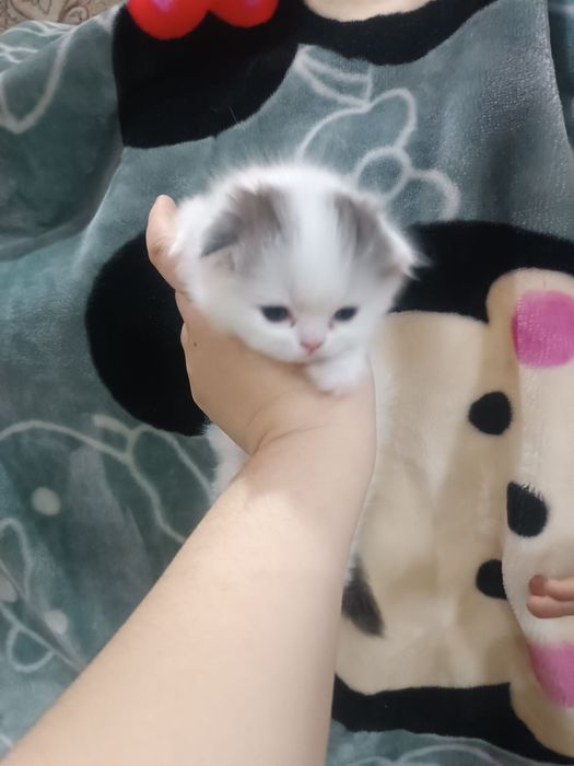 Вислоухие котята