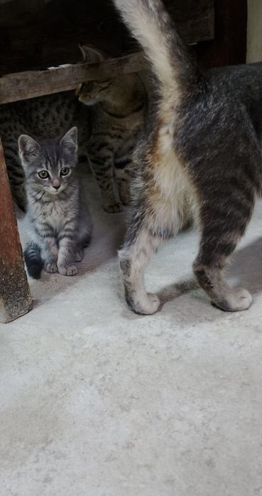 Котенок даром в добрые руки
