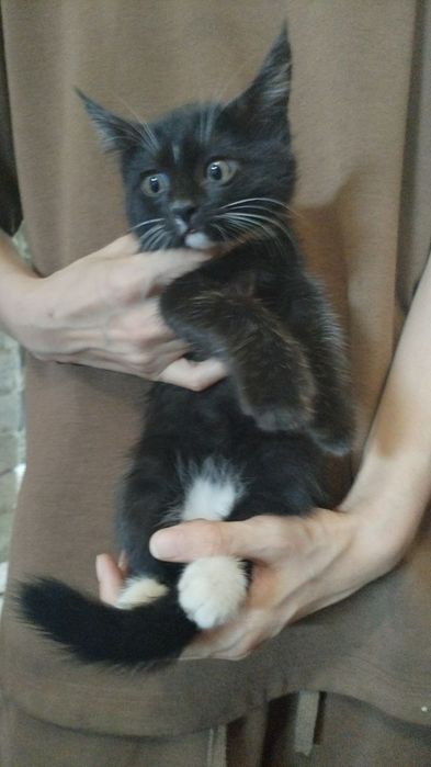 Ласковые котята в добрые руки