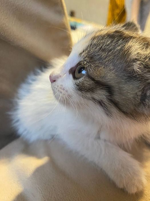 Котёнок домашний